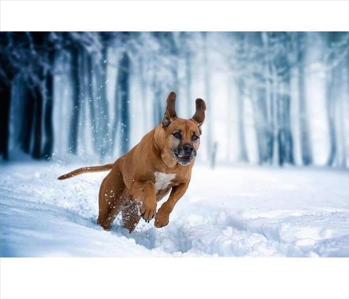 Dog running in snow.
