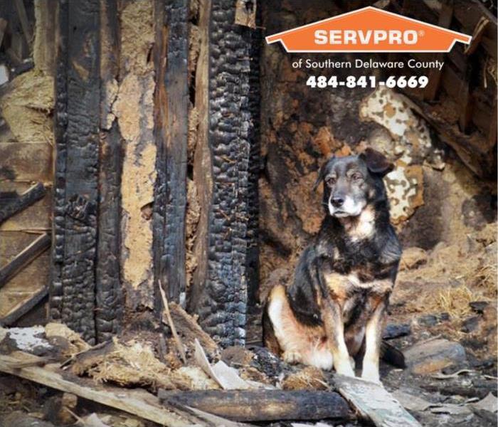 Dog sitting in front of a destroyed Aston home from fire damage.