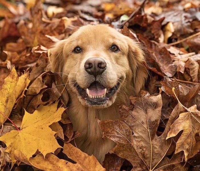 Golden Retriever dog in a pile of leaves, with just its head poking out.